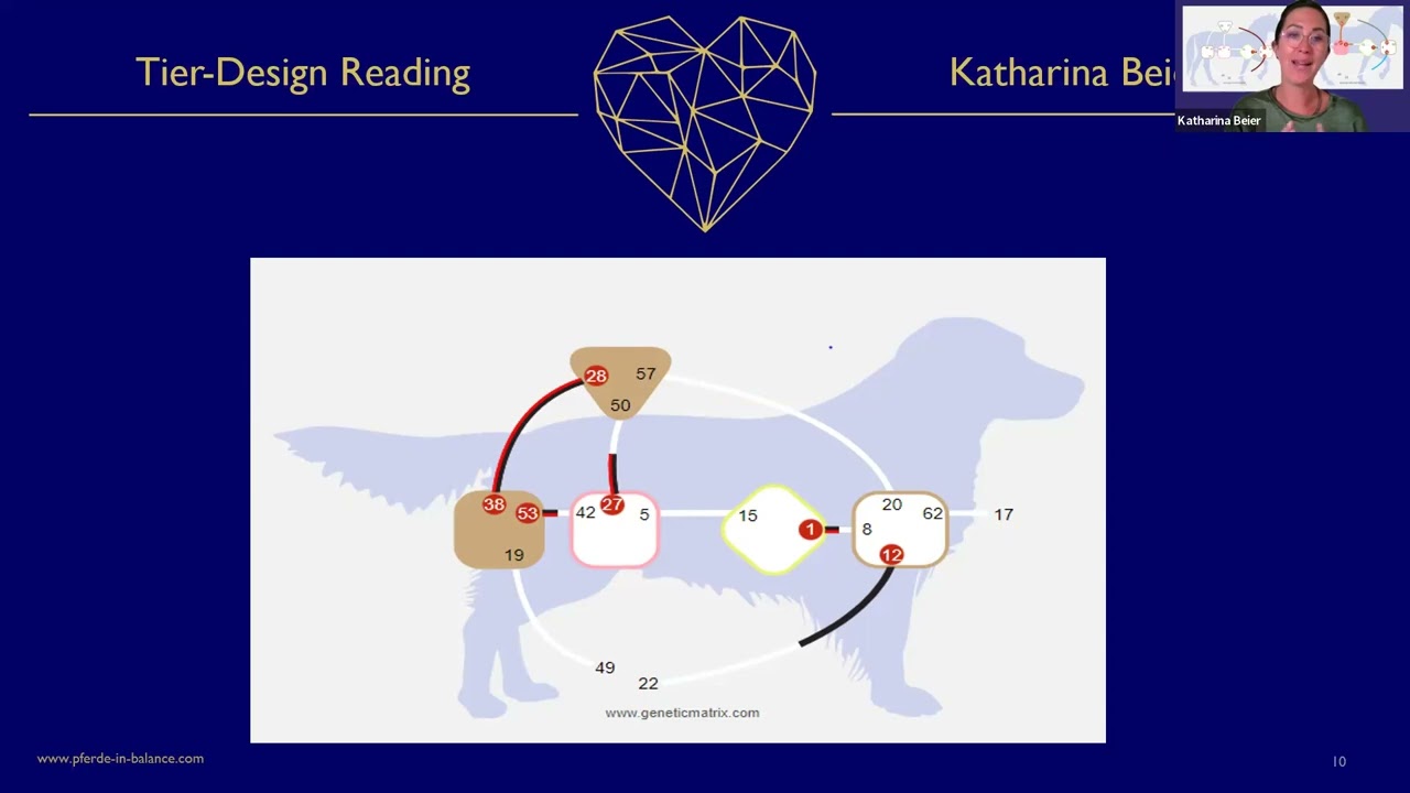 Das Tier Design (Mammalian) erklärt anhand eines Hundes. Tore, Kanäle, Zentren werden erklärt.