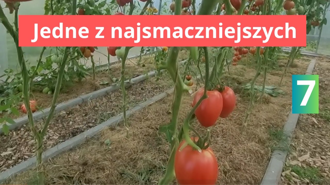 Pomidor Oxheart jeden z najsmaczniejszych.  Czy warto?