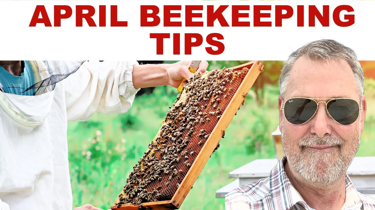 Beekeeping Tips For April (Early Spring)