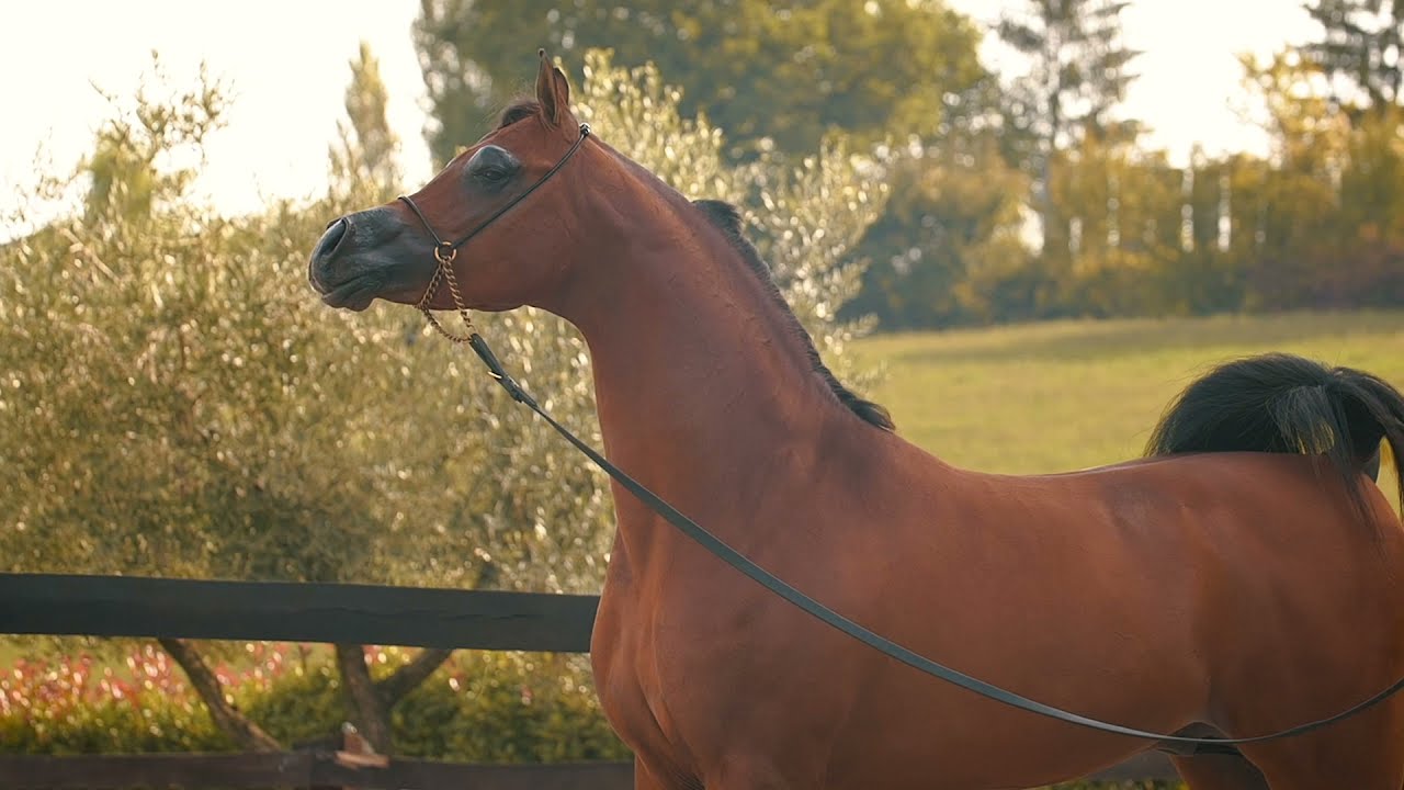 ⚜️ RASHEEB ⚜️⁣ (FA EL RASHEEM x EUROBELLE KA), 2018 Colt