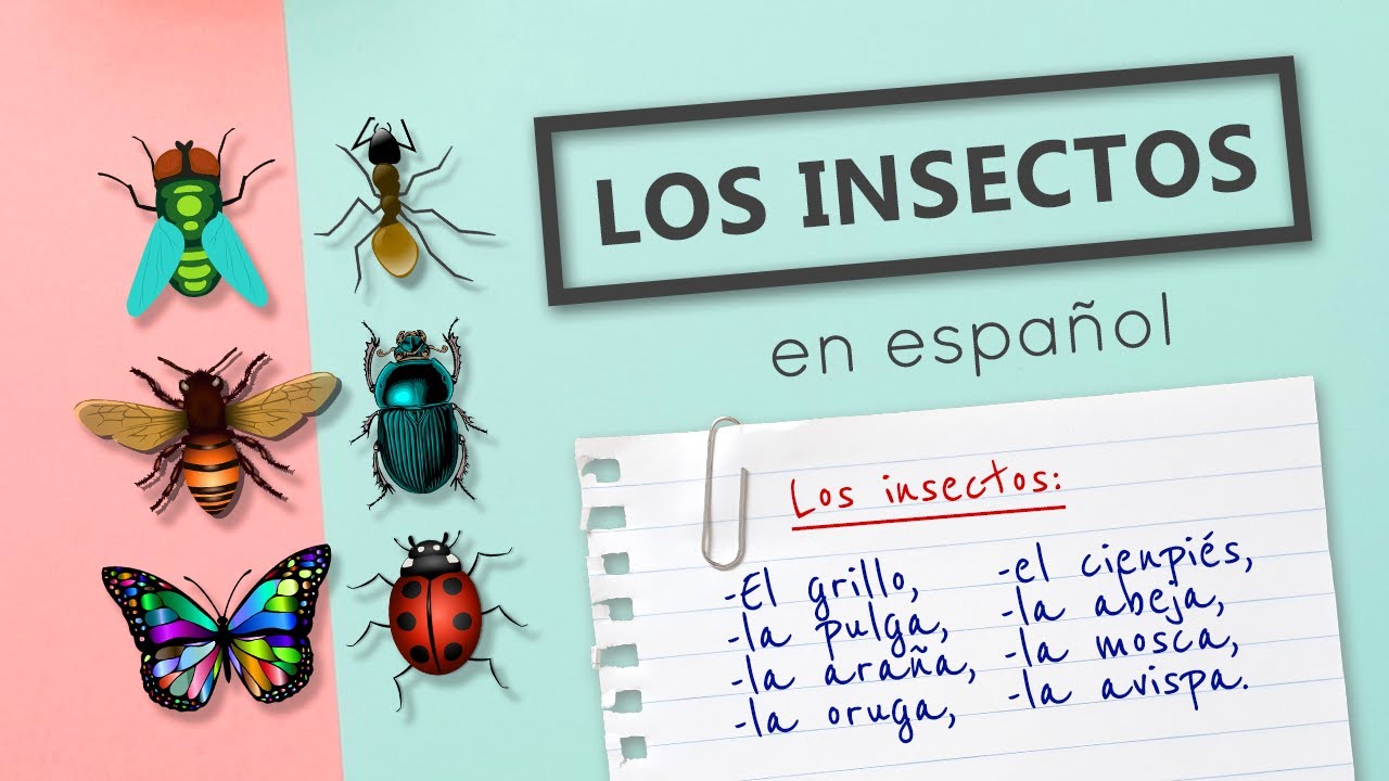 Los Insectos en Español (+Ejercicios)