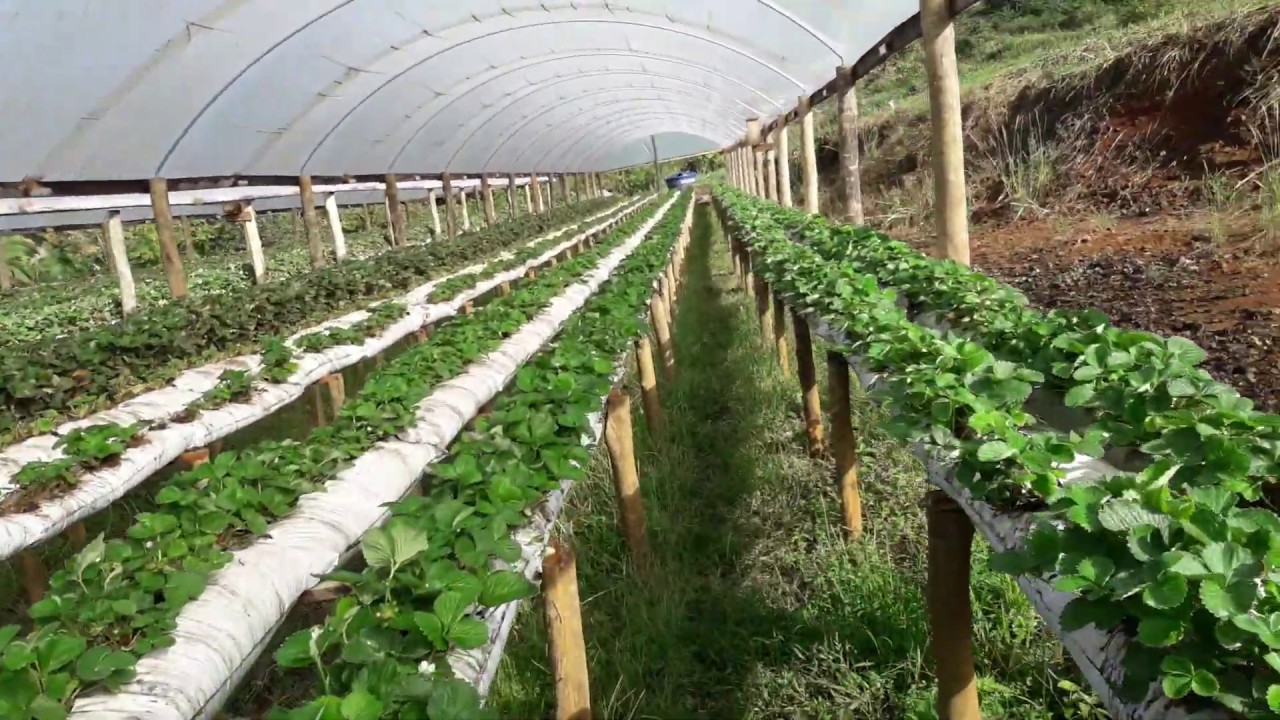 Poda drástica recompensa?