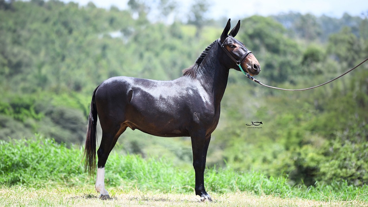 19 JATOBÁ DO HARAS DA CHAVE