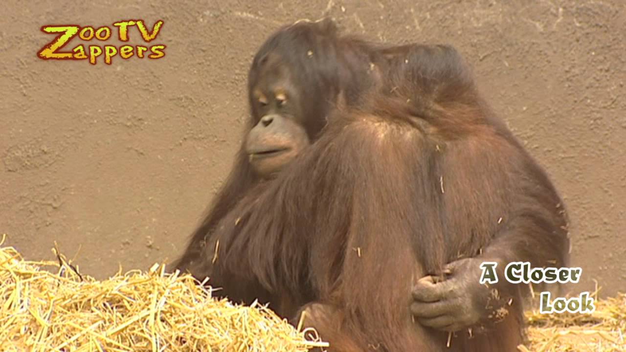 Zoo Safari - orang-oetan - orangutan - pongo