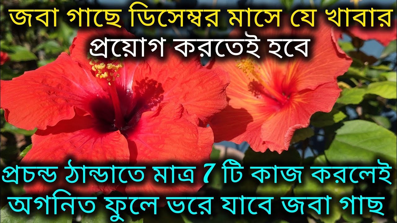 প্রচন্ড ঠান্ডায় জবা গাছের গুরুত্বপূর্ণ পরিচর্যা/Hibiscus plant care in winter season/Gudhal ki care