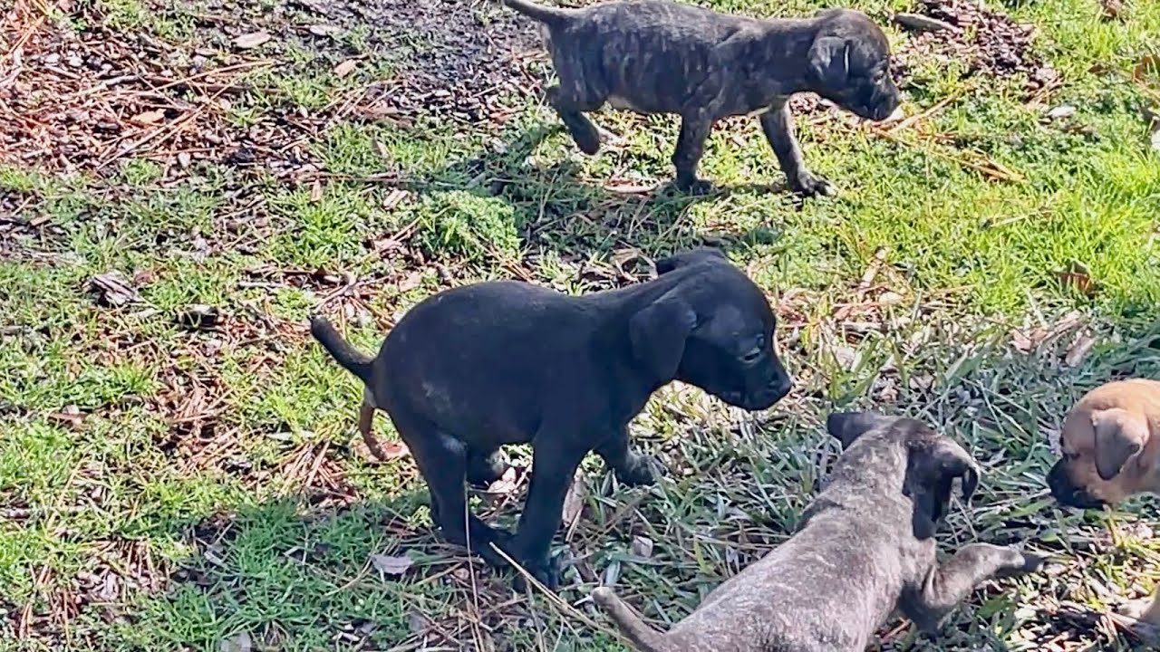 Potty training puppies, don’t over complicate it