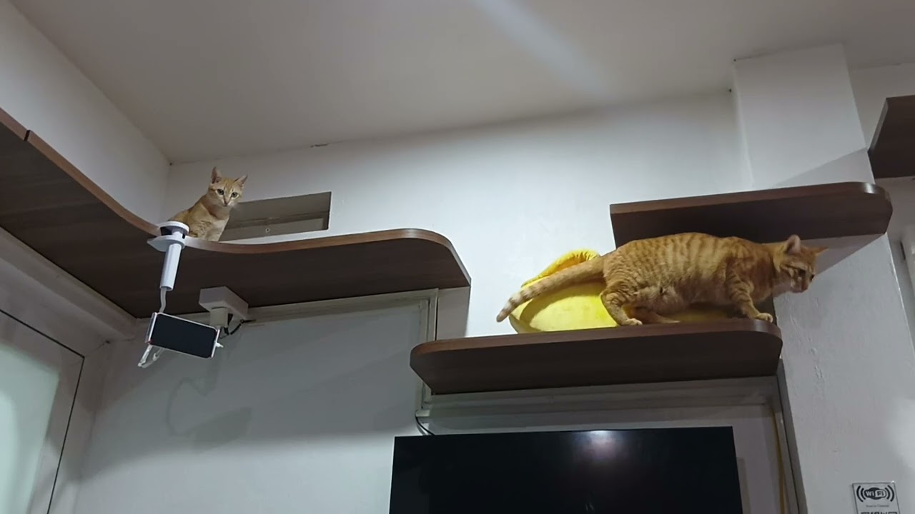 There's just a cat　　#cat #cute #kitten 