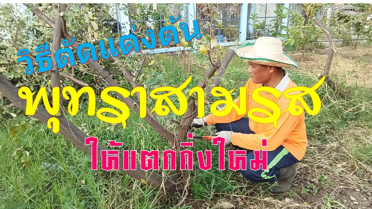 วิธีตัดแต่งต้นพุทราสามรสให้แตกกิ่งใหม่
