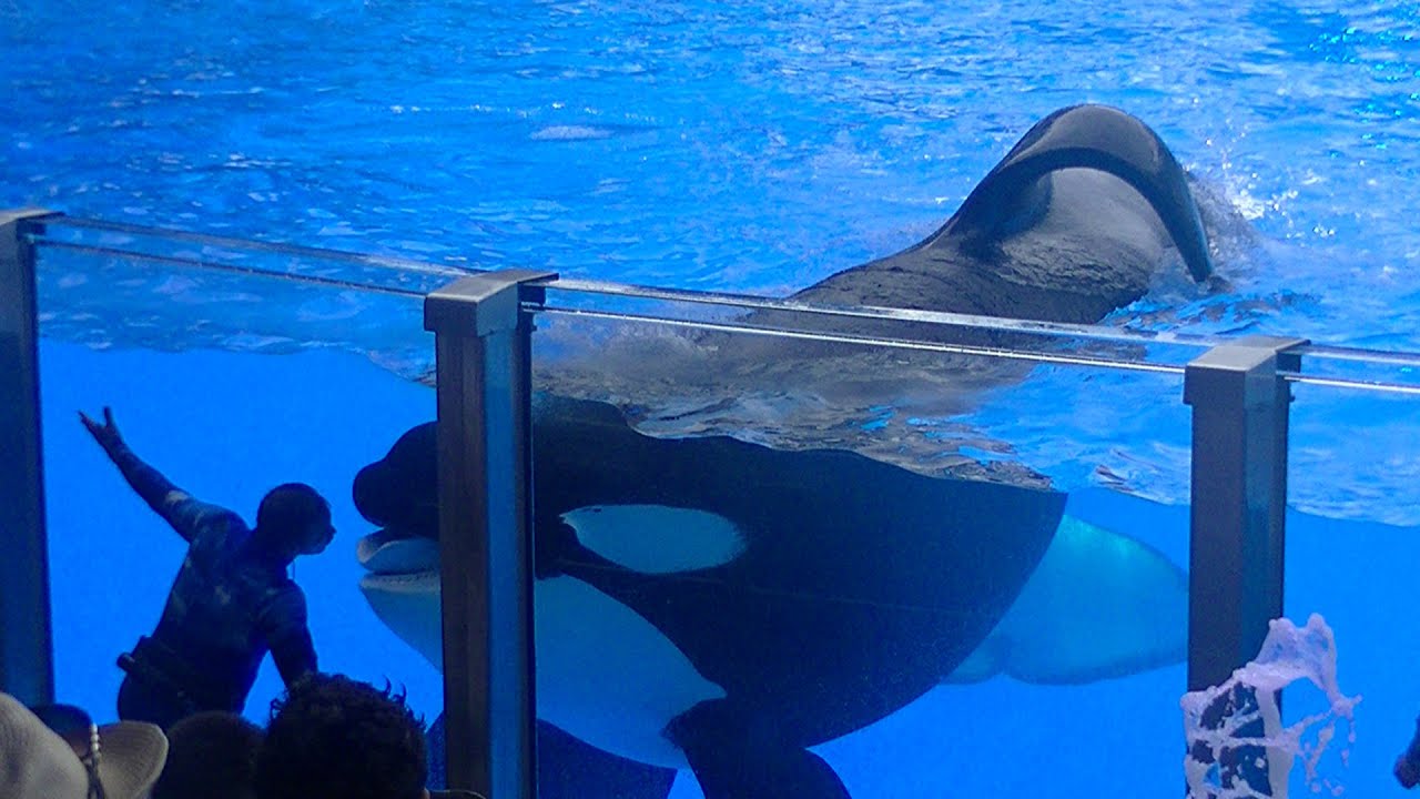 Tilikum & Malia do Splash/We're One - August 17, 2016 - SeaWorld Orlando