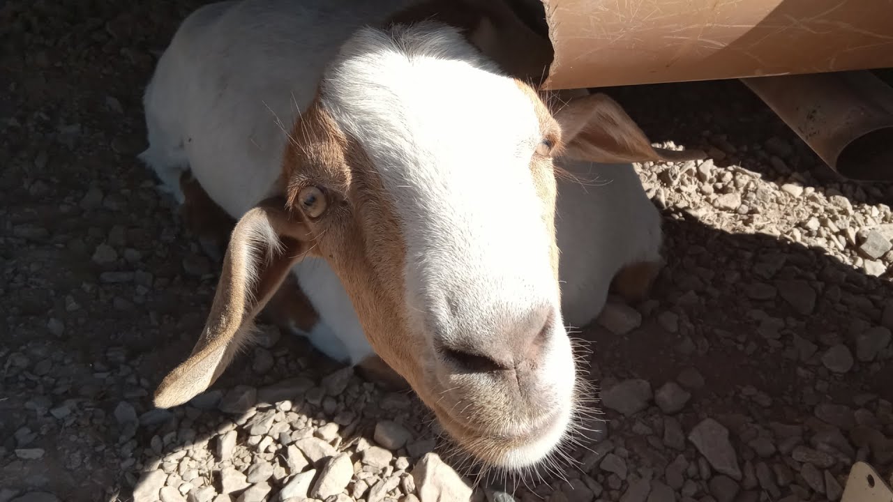 Goats: The good and the bad.