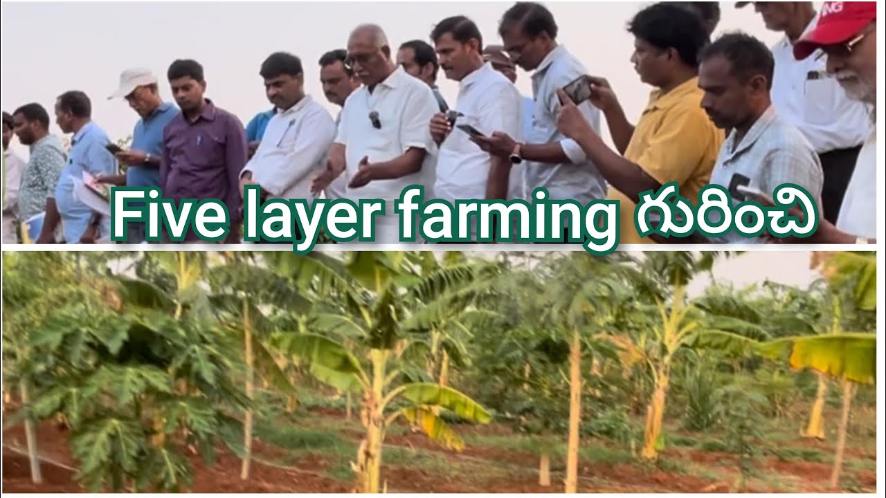 Fivelayer farming గురించి #spk #farming #agriculture #farmer 9371919369