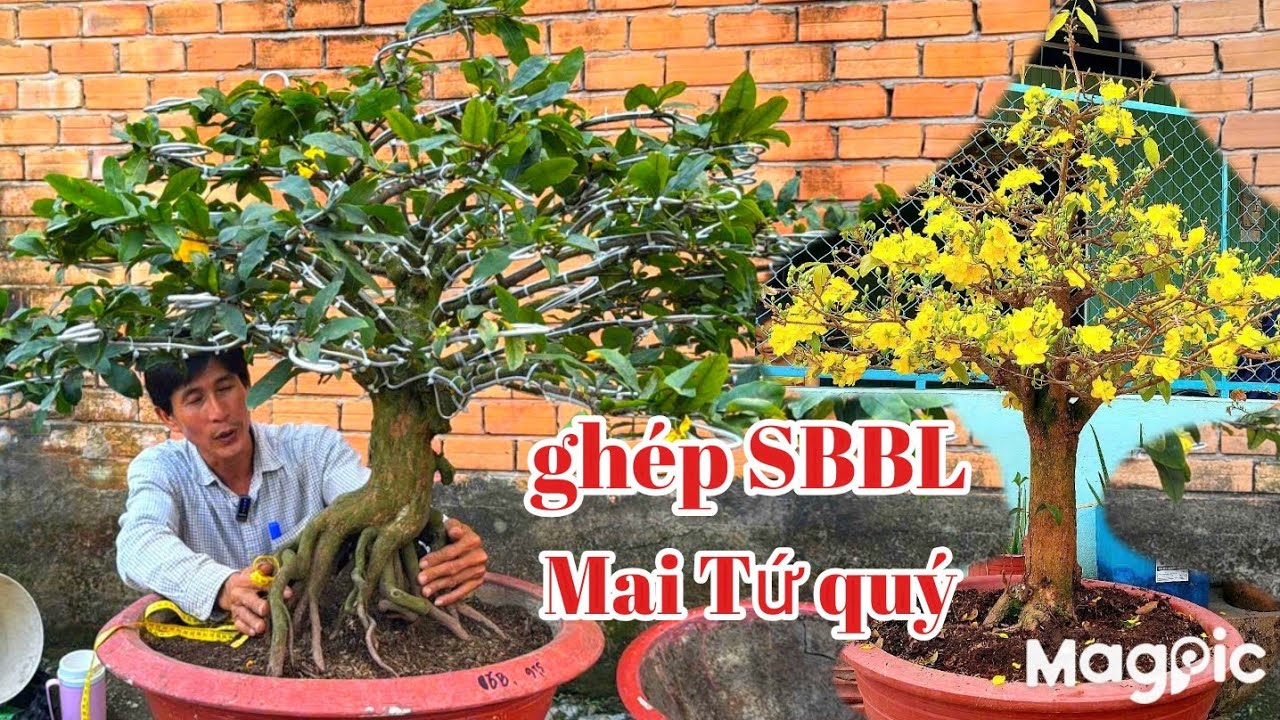 A Bình 👉 Zalo 0789498882 v 0704798882 Gl lô Mai tứ quý thành phẩm giá rẻ chơi tết 2026