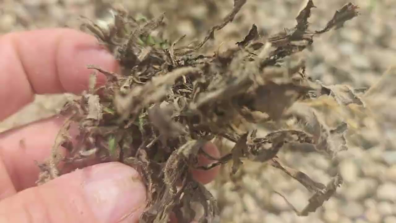 Un d&eacute;sherbant naturel ultra-efficace pour tuer les racines des mauvaises herbes au jardin