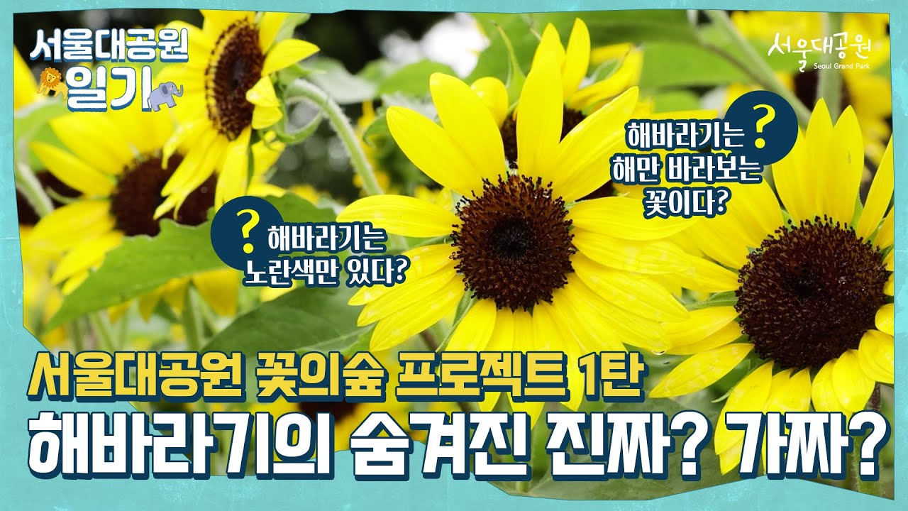 해바라기의 숨겨진 진짜? 가짜? |  The hidden secrets of the sunflower, True or False?