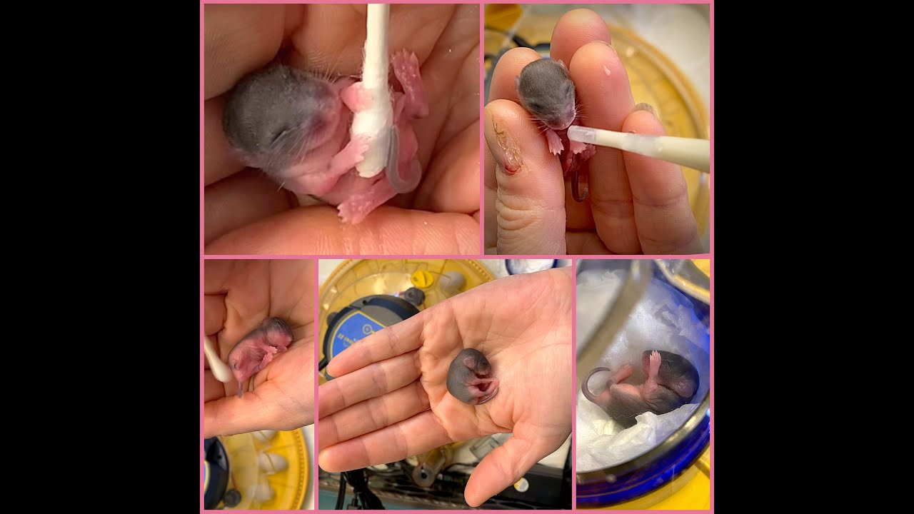Rehabilitation of a baby deer mouse-