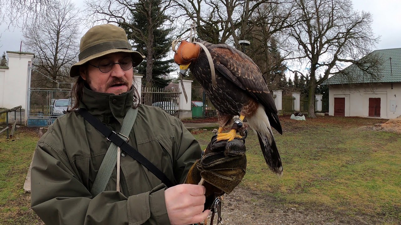 Káně Harrisova, výcvik nového dravce. Pokračování III.