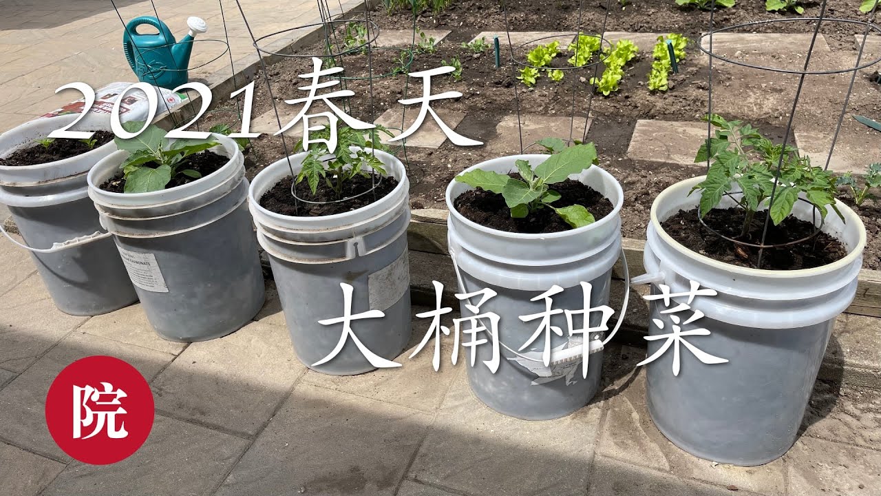 【彬彬有院】种•624大桶和大花盆种菜的好处//2021我在大桶里种了些什么