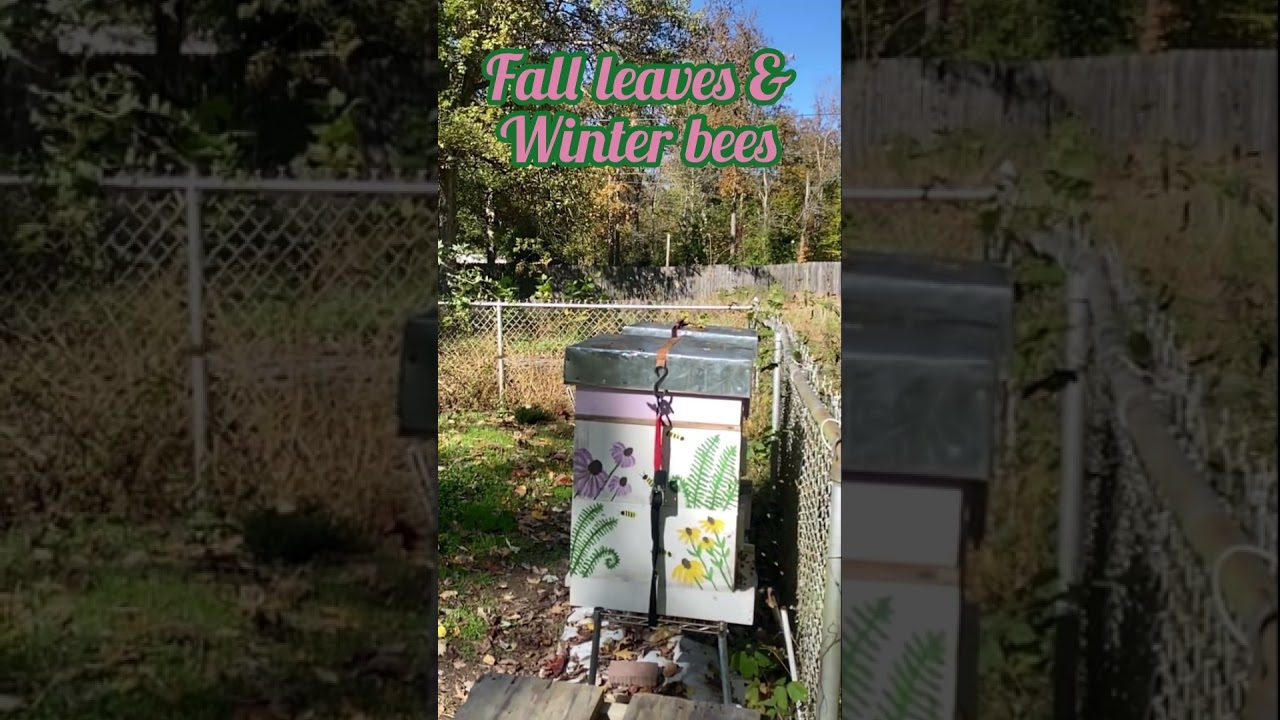 Leaves are falling and the winter bees are taking orientation flights 🍂🐝