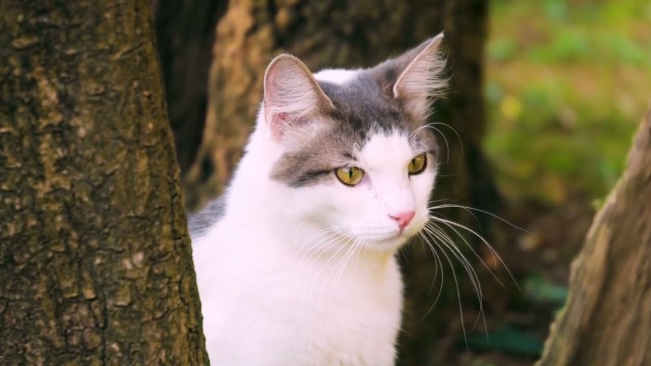 Farm Animals : 10 Cat, Sheep, Cows, Dog, Horse ,sounds Animals