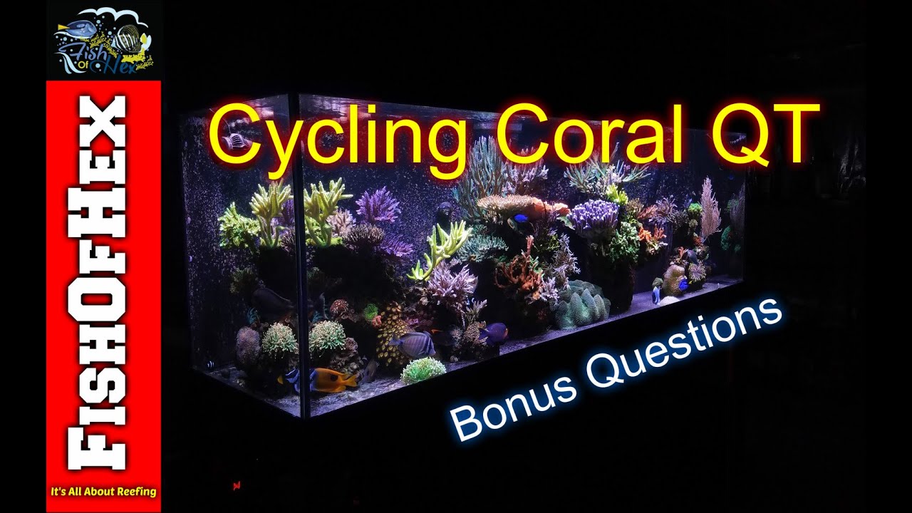 How To Cycle A Coral Quarantine Tank w/ Bonus Q&A