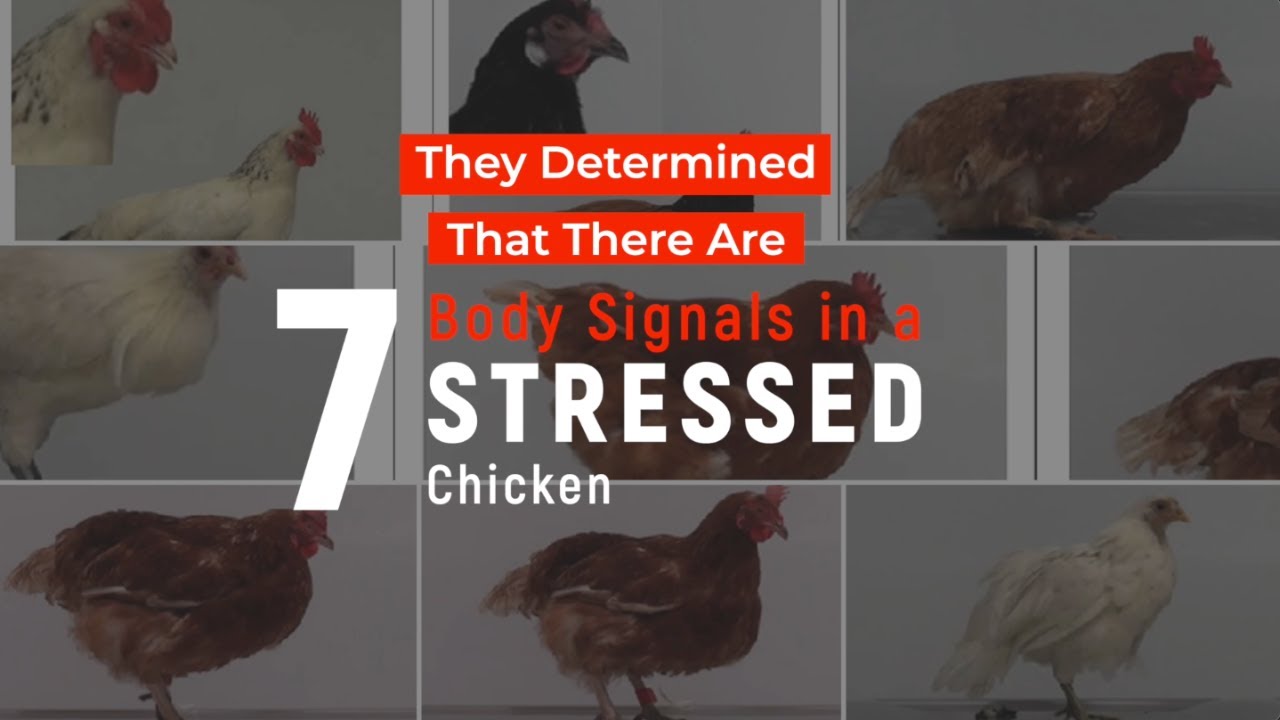 Stressed Chicken Body Language and Identifying Subtle Signs