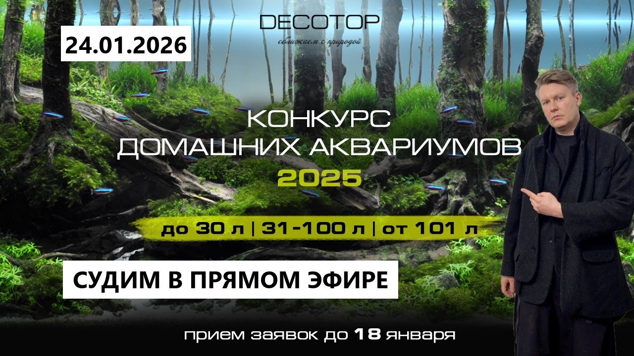 СТРИМ 24.01.2026 - Судим конкурс домашних аквариумов DECOTOP в прямом эфире