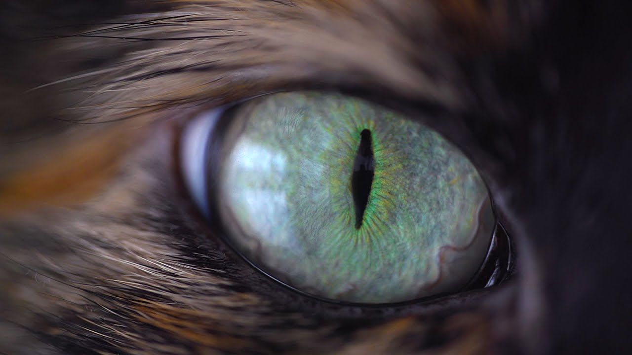 Beachfront B-Roll: Cat Eye - Extreme Close Up (Free to Use HD Stock Video Footage)