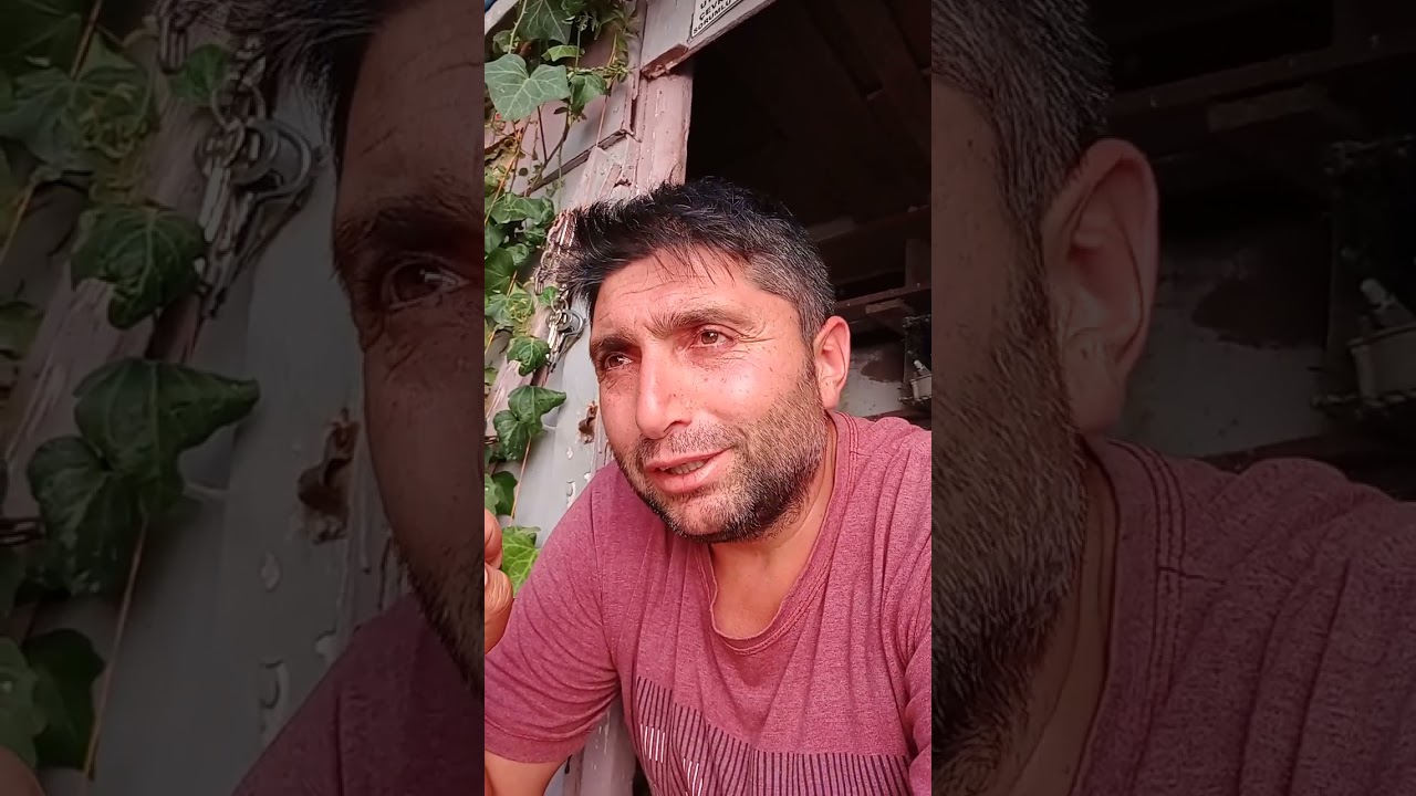 Güvercin kümese nasıl alışır Detaylı anlatım