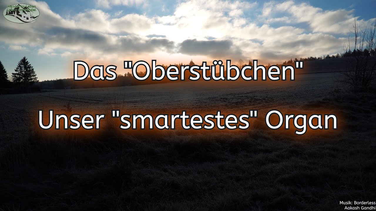 Unser Gehirn: Das 