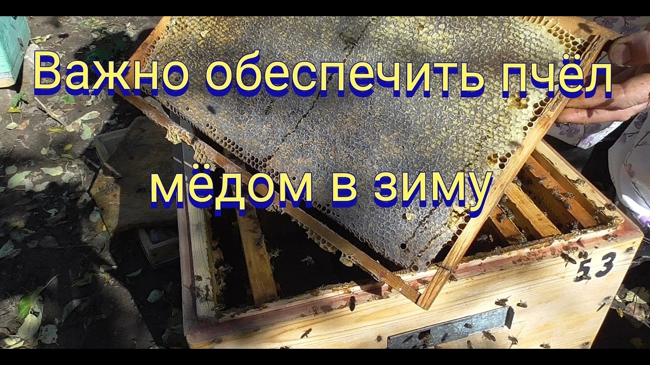 Важное и окончательное формирование пчелиного гнезда  в зиму.Пополнение кормовых запасов у пчел.