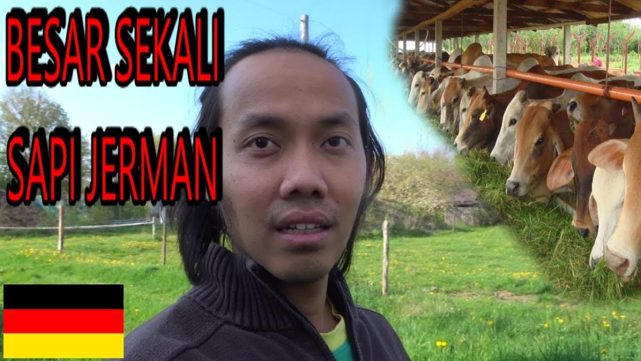 Peternakan di Jerman _ video WM eps. 83