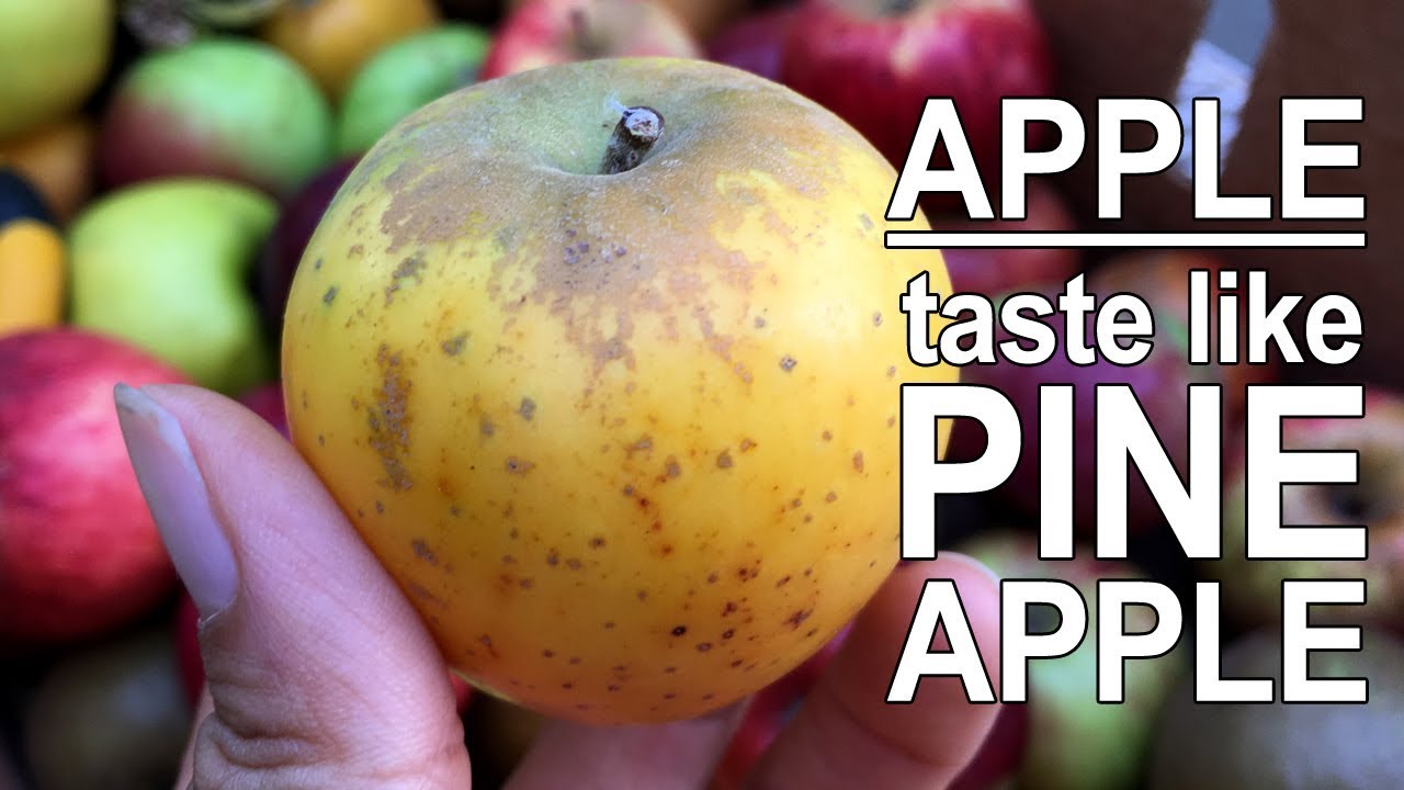 Heirloom Pitmaston Pineapple Apple