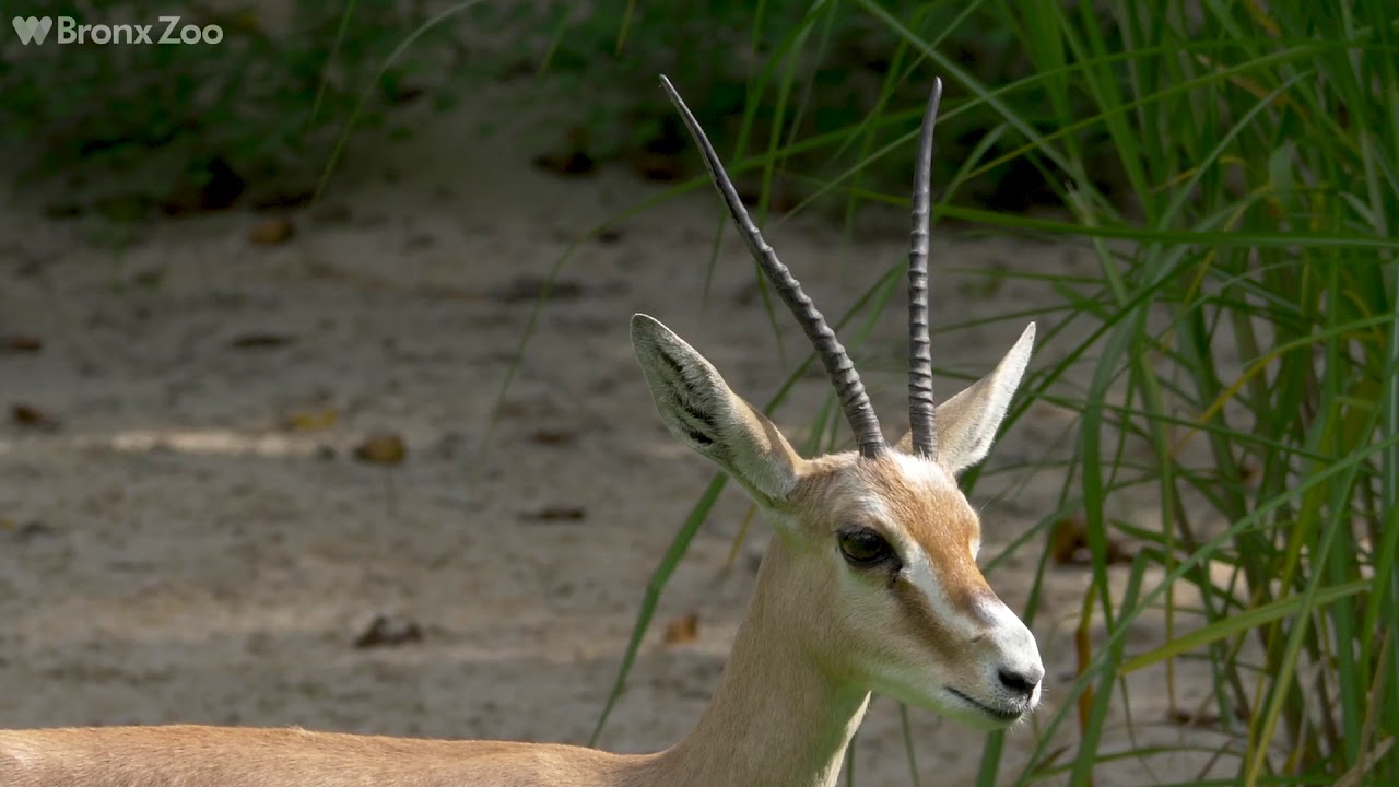 Slender-horned Gazelles on Exhibit | Bronx Zoo