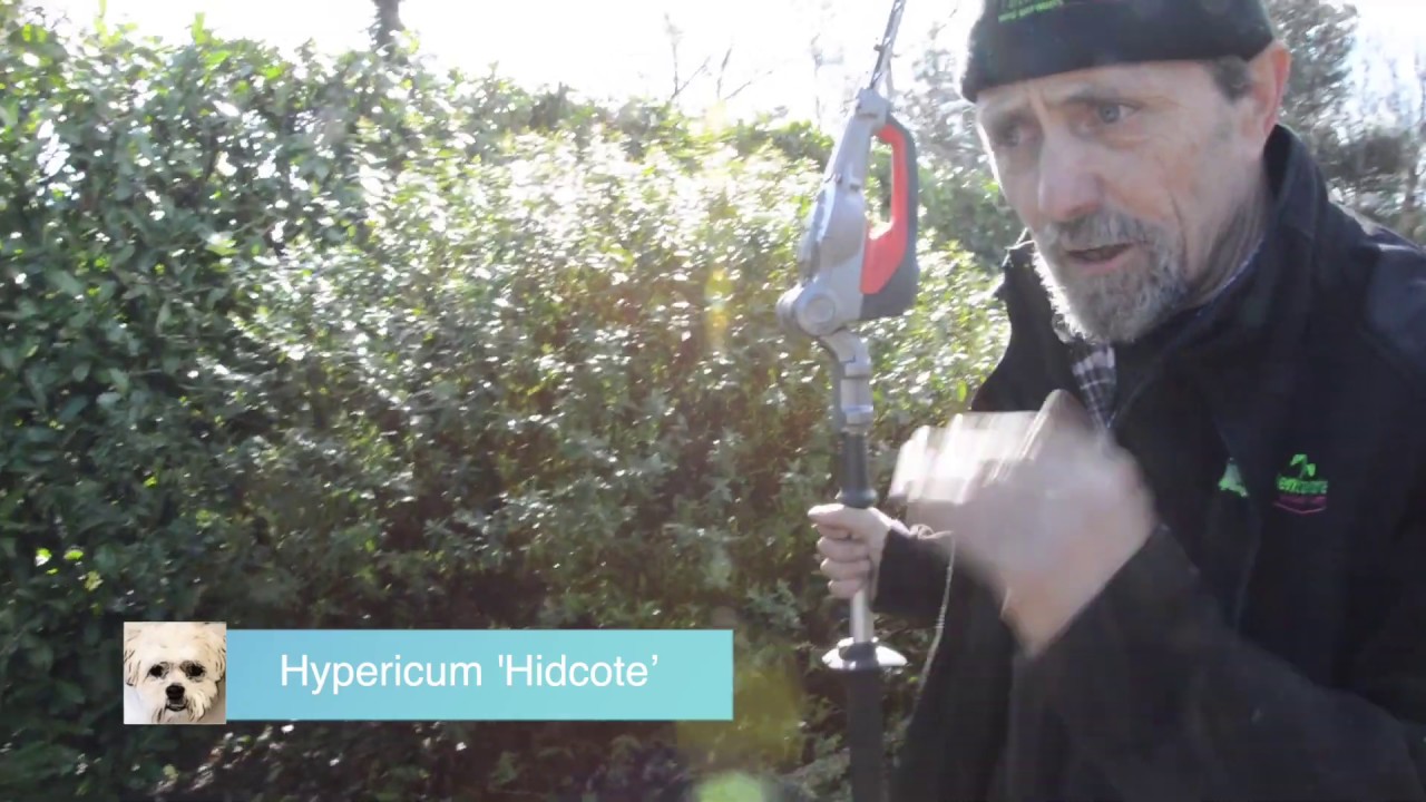 How to Cut Back Hypericums and a Yew Hedge for the First Time