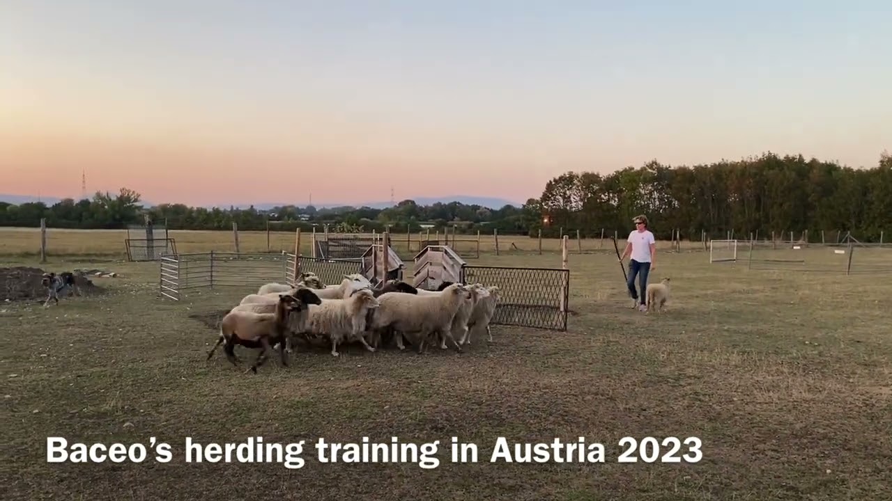 Baceo's herding training in Austria (Sept. 2023) - 2,5 years old