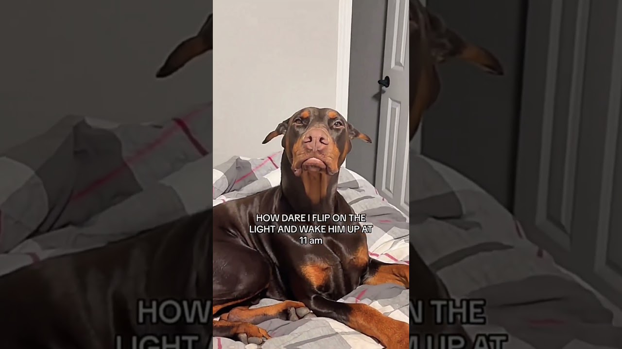 Dogs being idiots part 243 😂| Funny dogs compilation #funnydog #funnypet #cutedog #dog #dogsworld