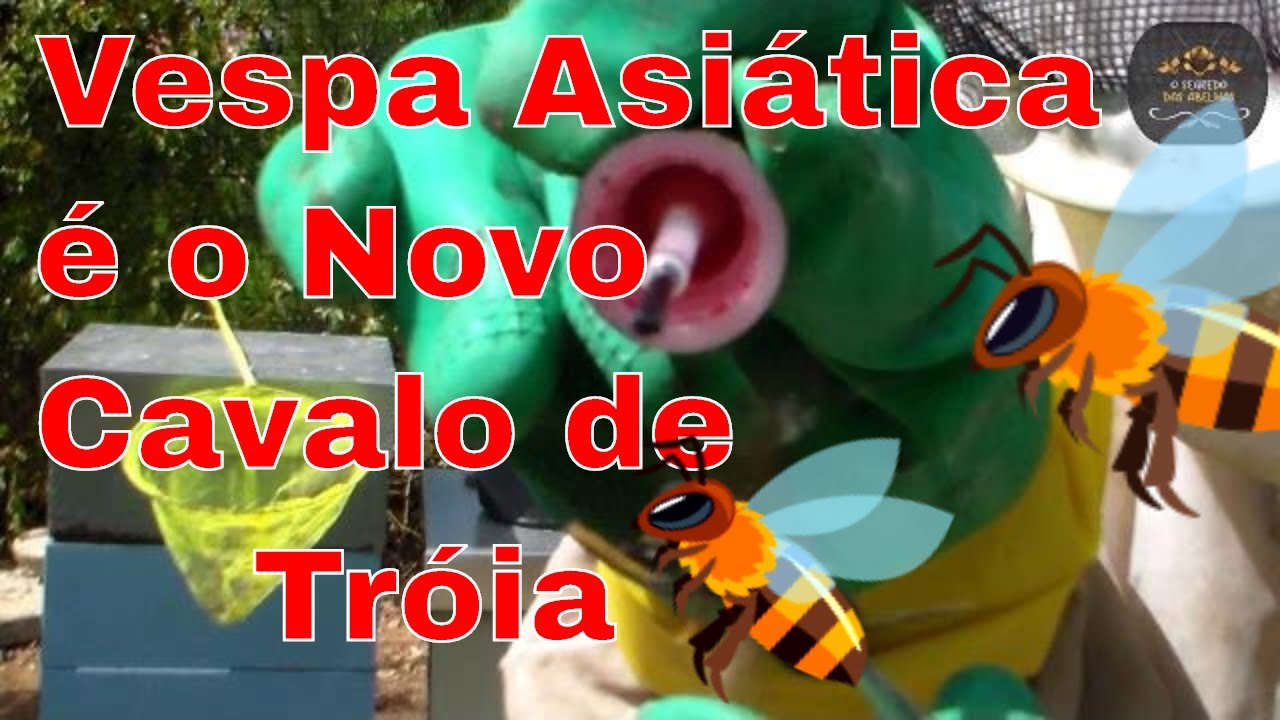 Vespa Asiática é o Novo Cavalo de Tróia #yutube_videos@euclidessantanasantana #vespaasiática