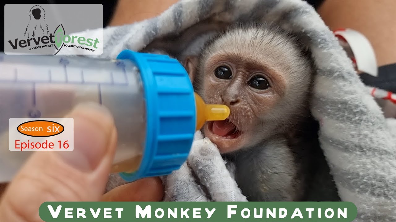We are off to collect another orphaned baby monkey🐒, Floki and Cuddy enjoy their home.