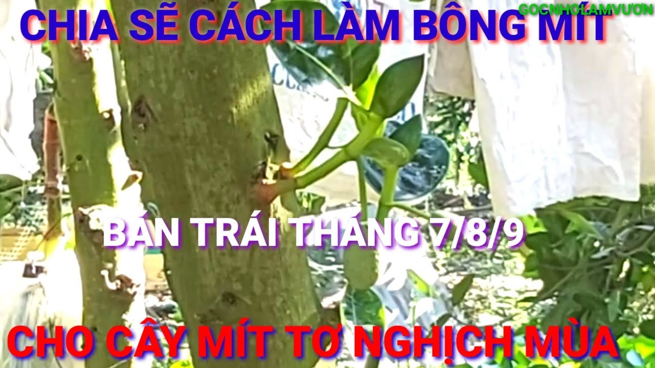 CHIA SẼ CÁCH LÀM BÔNG NGHỊCH VỤ  MÍT THÁI .BÁN THÁNG 7-8-9 .2022
