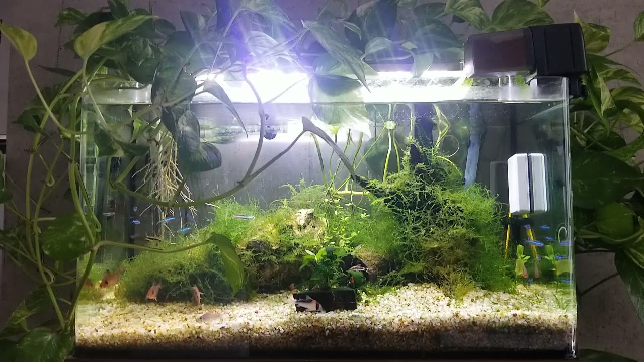 Aquário low tech 60 L atualizado em 01.04.25|Low tech 60 L fish tank