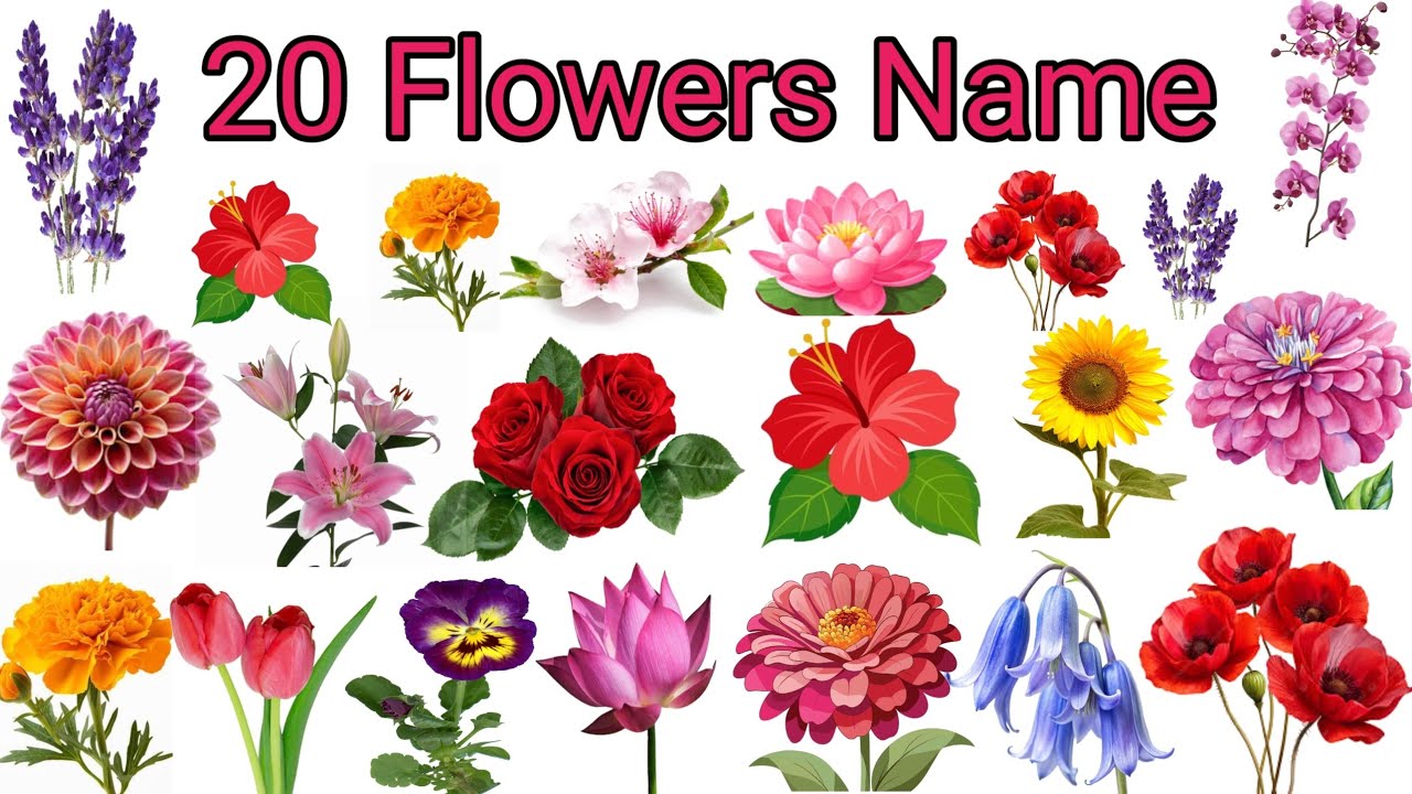 Flowers Name| 20 Flowers Name with pictures | फूलों के नाम | फूलों के नाम | Counting number | abcd