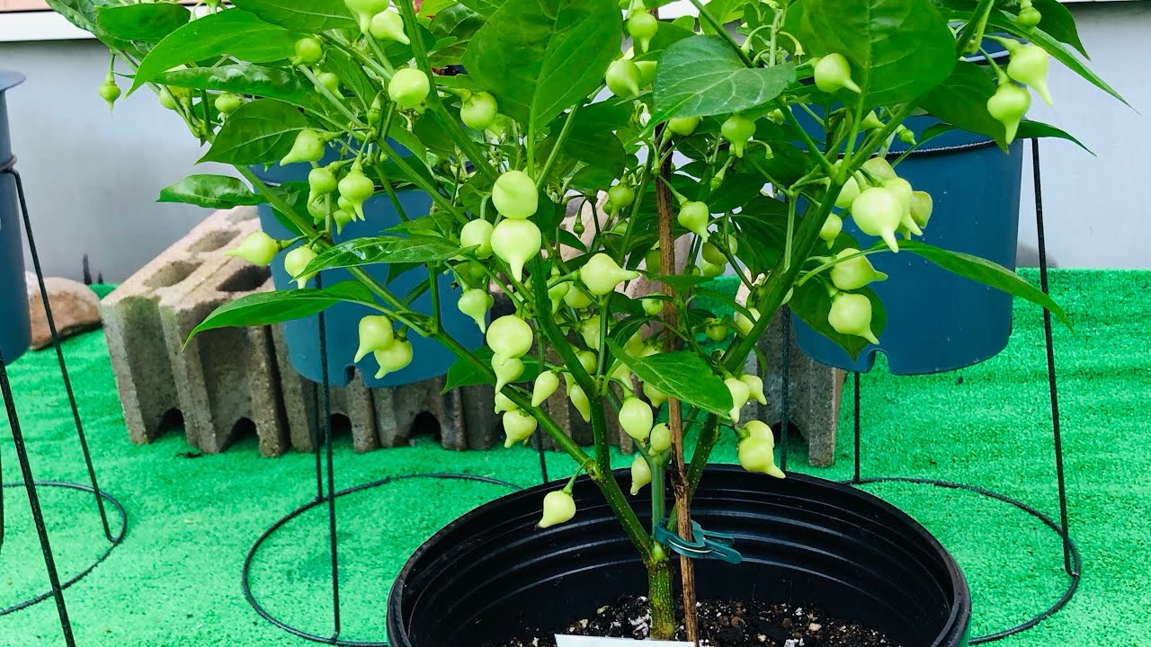 Como diluir o enxofre em pó e como aplicar nas pimenteiras- horta e jardinagem no Japão 🇯🇵
