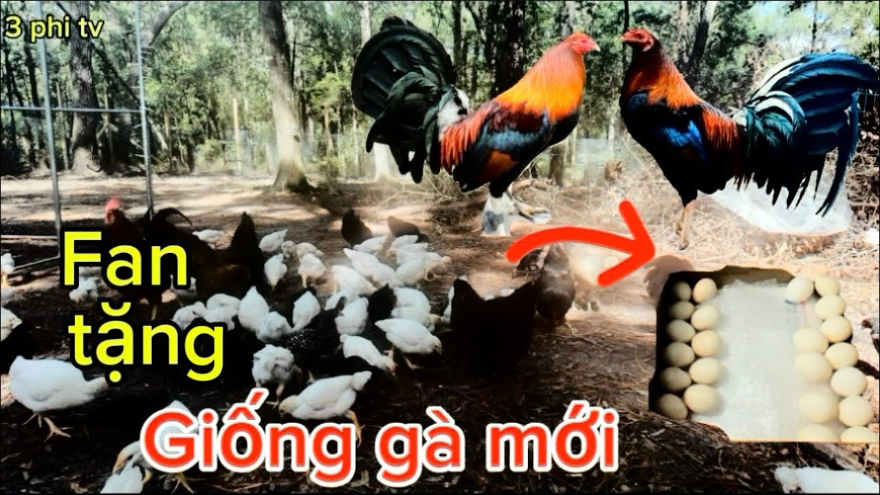 “Fan hâm mộ tặng giống gà quý “và thả hết mấy em gà con ra ngoài