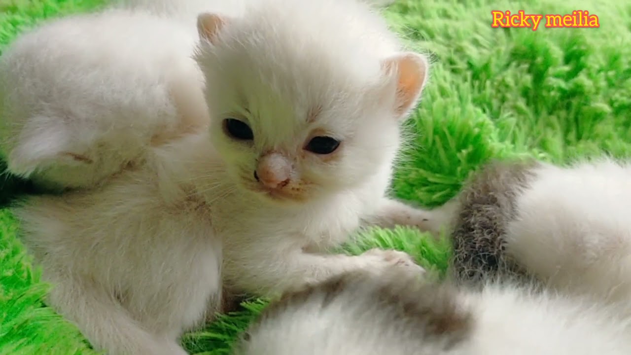 Perkembangan bayi kucing 0 hari sampai 2,5 bulan