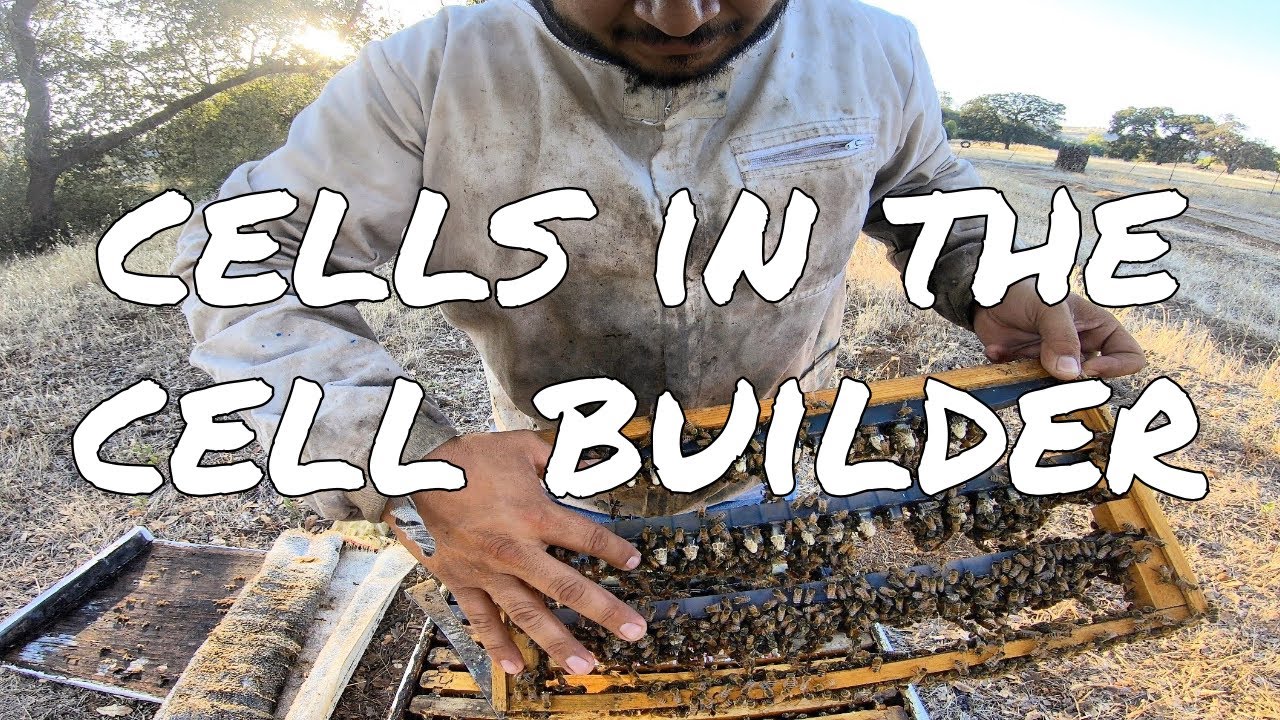 Checking Cells in the Cell Builder - Queen Breeding 101