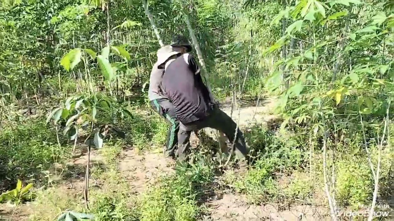 Bà con ai trồng mì lên trồng giống này nhá