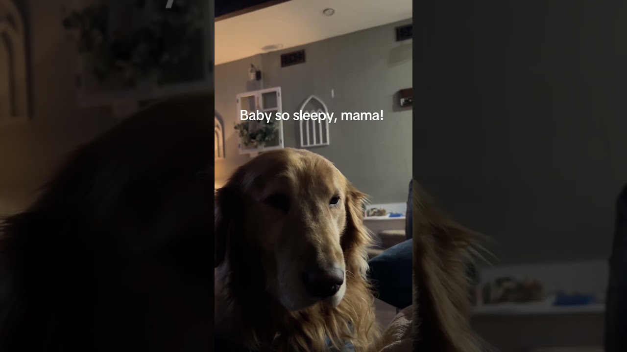 #goldenretriever