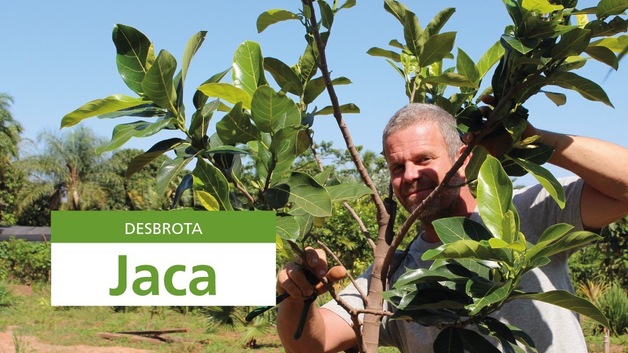 depois da poda, vem a desbrota! no pé de jaca