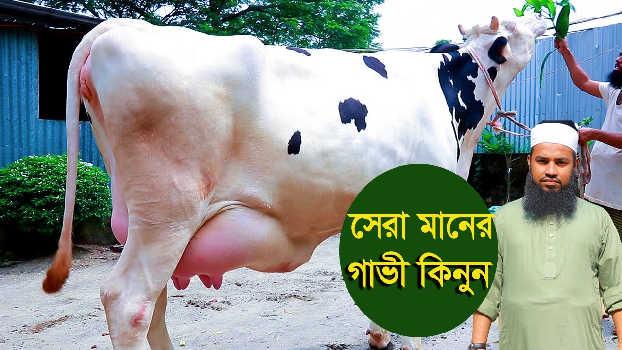 সেরা মানের বেশি দুধের গাভী দিচ্ছেন ইব্রাহিম ভাই dairy farm