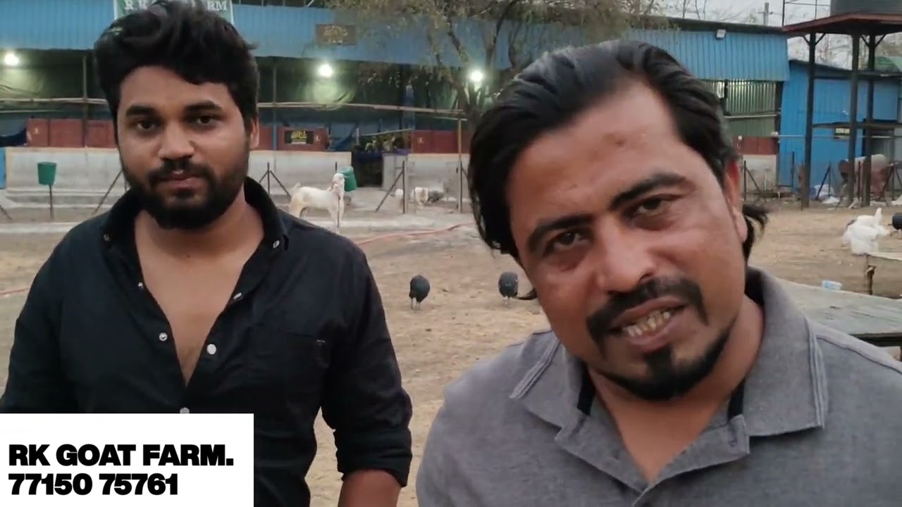 RK GOAT FARM | ABDUL SIR KA PALAI RESULT |@msqvlogs5186